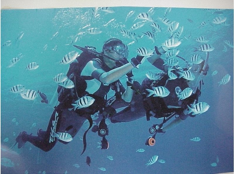 [오키나와· 이리 오모테 섬] 세계 최고의 산호가 서식하는 이리 오모테 섬에서 팬다이빙(1 일 코스)の紹介画像
