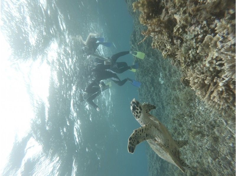 [โอกินาวาเกาะ Iriomote] มหัศจรรย์ของเกาะที่ทำจากปะการังดำน้ำดูปะการังใน Baras Island (หลักสูตรครึ่งวันหรือหลักสูตร 1 วัน)の紹介画像