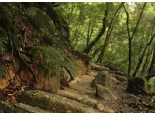 鹿児島 屋久島 縄文杉を目指して旅の仲間と行くトレッキング 往復22ｋｍ 約10時間 １日 アクティビティジャパン