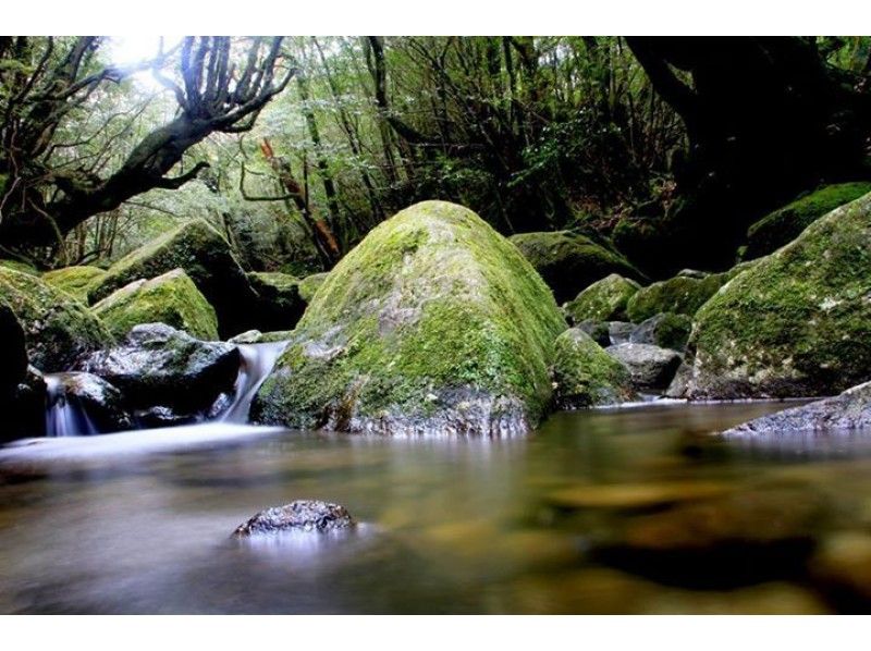 [Kagoshima, Yakushima] moss forest half-day of short Trek "private tour" (morning and afternoon)With a shuttle bus!の紹介画像