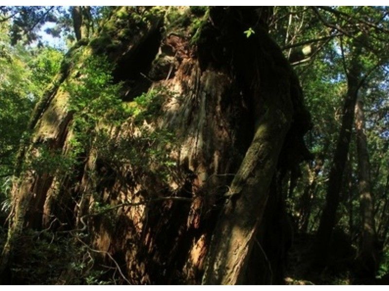 [Kagoshima/Yakushima] “Jomon cedar 1-day mountain climbing course” (Charter)の紹介画像