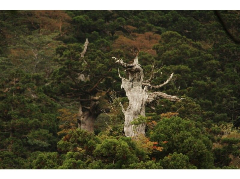 [가고시마·야쿠시마] 단독 그룹 계획 "조몬 삼나무 1 일 등산 코스"(전세)の紹介画像