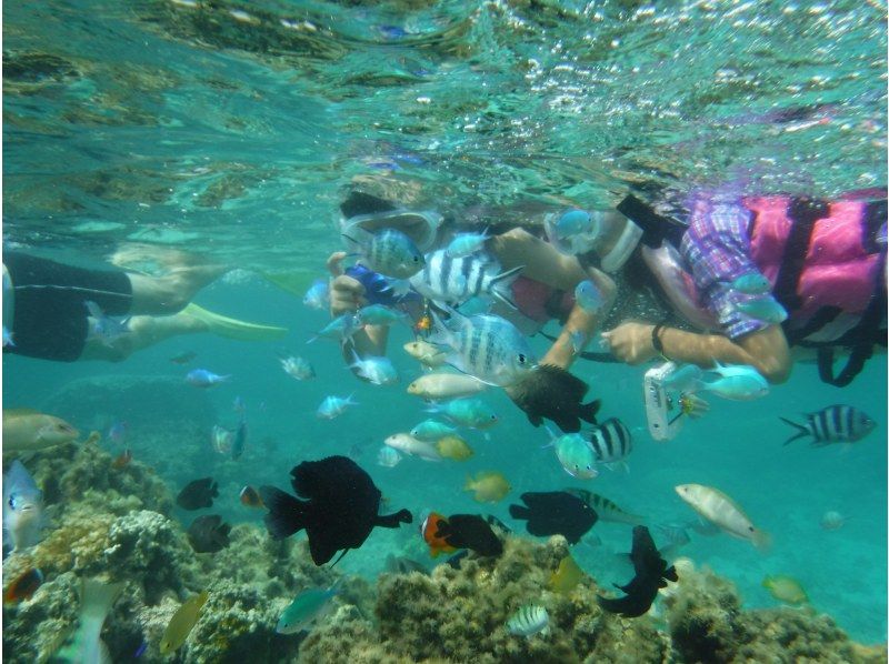 [โอกินาว่าเกาะอิชิงากิ] เดินทางโดยเรือมาดูชุมชนปะการังสีน้ำเงินที่ใหญ่ที่สุดในซีกโลกเหนือ! ＜ ทัวร์ดำน้ำชมปะการังชิราโฮ ＞の紹介画像