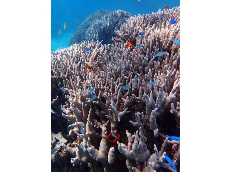 [โอกินาว่าเกาะอิชิงากิ] เดินทางโดยเรือมาดูชุมชนปะการังสีน้ำเงินที่ใหญ่ที่สุดในซีกโลกเหนือ! ＜ ทัวร์ดำน้ำชมปะการังชิราโฮ ＞の紹介画像