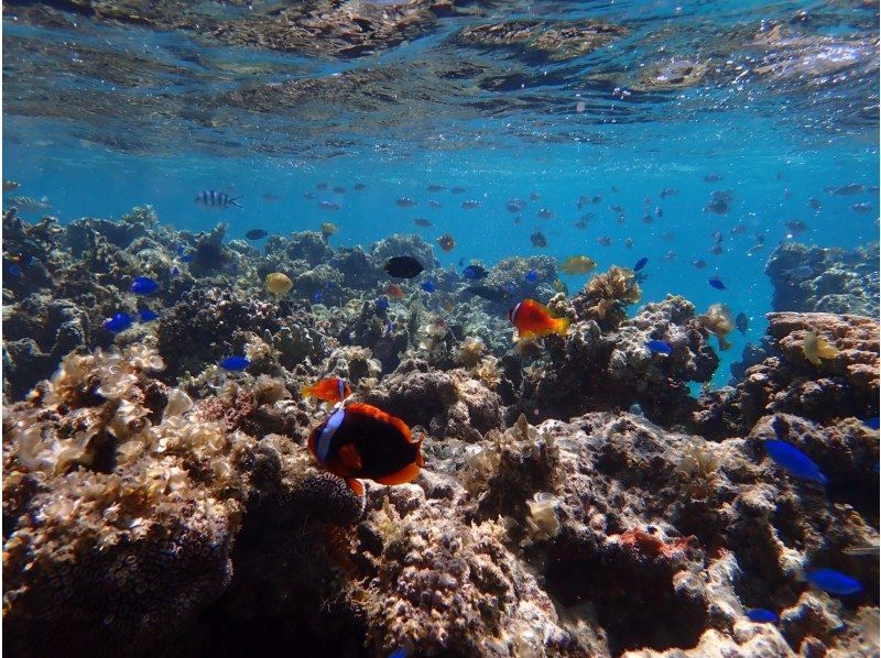 [โอกินาว่าเกาะอิชิงากิ] เดินทางโดยเรือมาดูชุมชนปะการังสีน้ำเงินที่ใหญ่ที่สุดในซีกโลกเหนือ! ＜ ทัวร์ดำน้ำชมปะการังชิราโฮ ＞の紹介画像