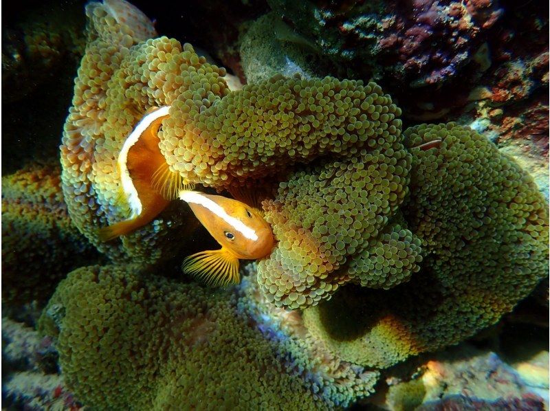 [โอกินาว่าเกาะอิชิงากิ] เดินทางโดยเรือมาดูชุมชนปะการังสีน้ำเงินที่ใหญ่ที่สุดในซีกโลกเหนือ! ＜ ทัวร์ดำน้ำชมปะการังชิราโฮ ＞の紹介画像