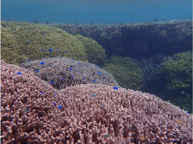 [โอกินาว่าเกาะอิชิงากิ] เดินทางโดยเรือมาดูชุมชนปะการังสีน้ำเงินที่ใหญ่ที่สุดในซีกโลกเหนือ! ＜ ทัวร์ดำน้ำชมปะการังชิราโฮ ＞の紹介画像