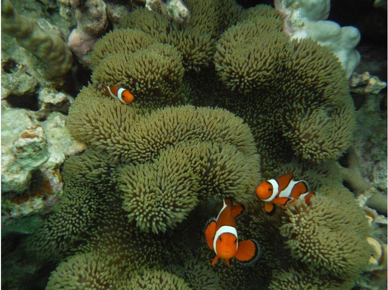 [โอกินาว่าเกาะอิชิงากิ] เดินทางโดยเรือมาดูชุมชนปะการังสีน้ำเงินที่ใหญ่ที่สุดในซีกโลกเหนือ! ＜ ทัวร์ดำน้ำชมปะการังชิราโฮ ＞の紹介画像