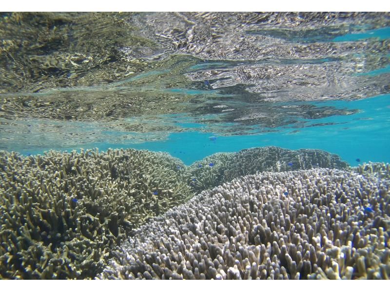 [โอกินาว่าเกาะอิชิงากิ] เดินทางโดยเรือมาดูชุมชนปะการังสีน้ำเงินที่ใหญ่ที่สุดในซีกโลกเหนือ! ＜ ทัวร์ดำน้ำชมปะการังชิราโฮ ＞の紹介画像