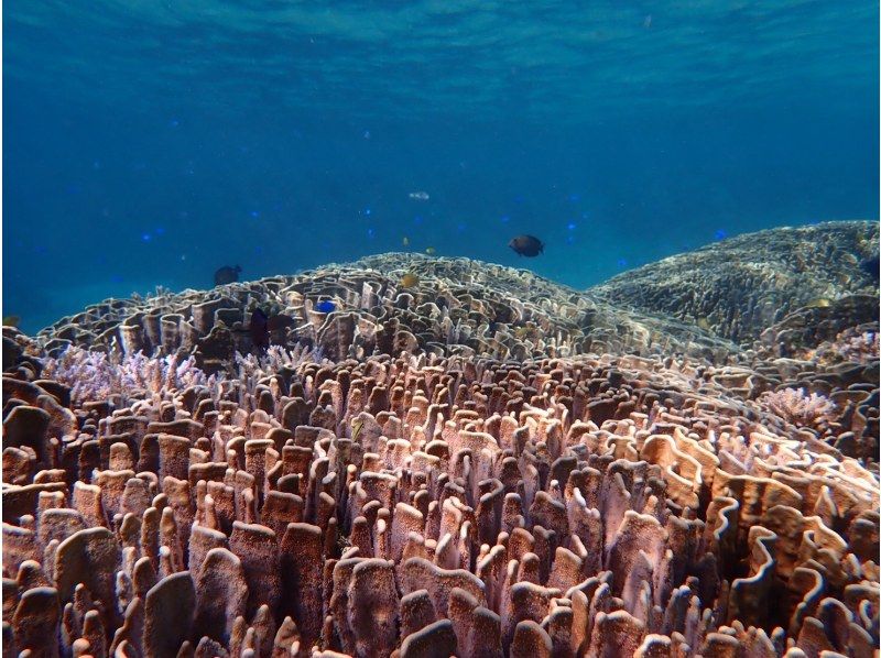 [โอกินาว่าเกาะอิชิงากิ] เดินทางโดยเรือมาดูชุมชนปะการังสีน้ำเงินที่ใหญ่ที่สุดในซีกโลกเหนือ! ＜ ทัวร์ดำน้ำชมปะการังชิราโฮ ＞の紹介画像