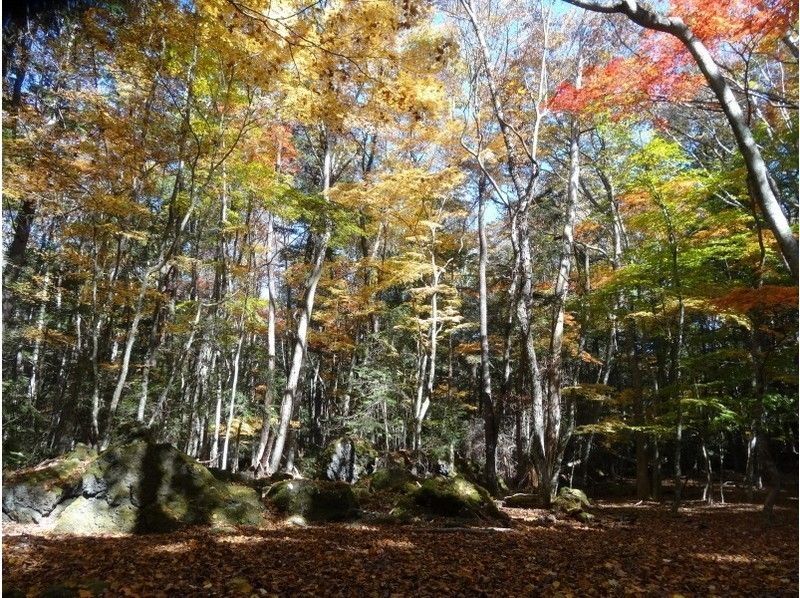 [ชิซูโอกะ/ ฟูจิ] เส้นทางเดิน Aokigahara Jukai“ ป่าเดินの紹介画像