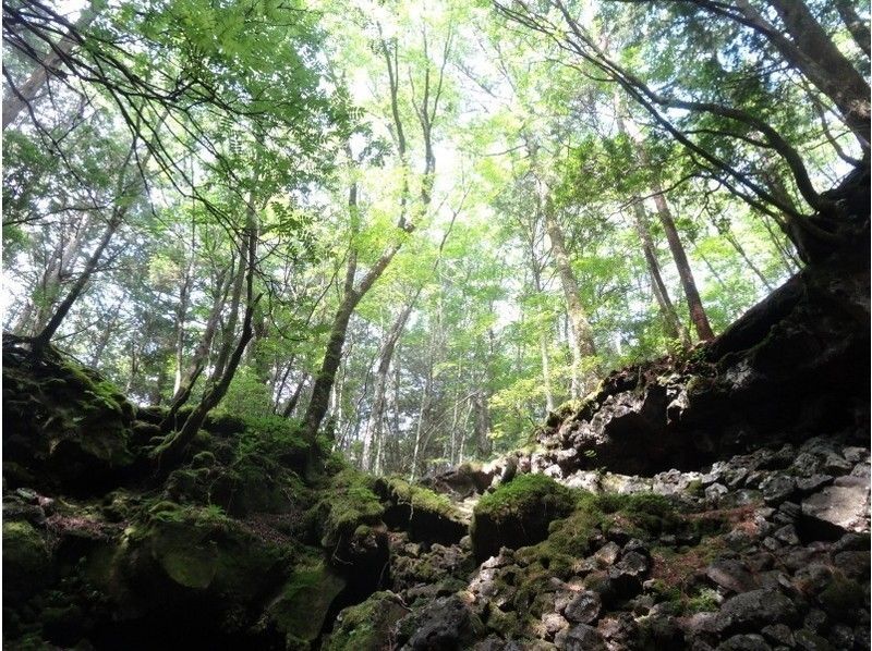 【시즈오카후지] 아오키가하라 수해 트레일 워킹 '역동적 숲 후지산 원시림을 걷는'개인 투어の紹介画像