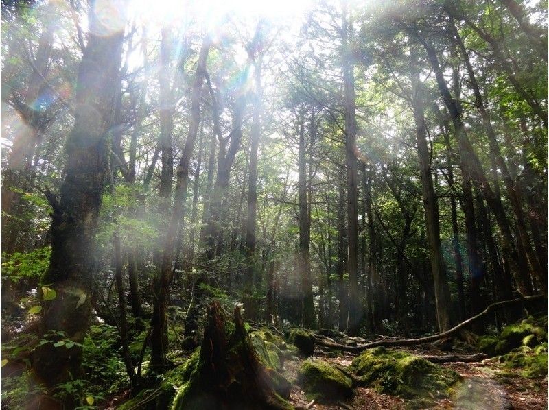 [静岡/富士]青木原Jukai Trail Walk“步行林，穿過富士山”の紹介画像