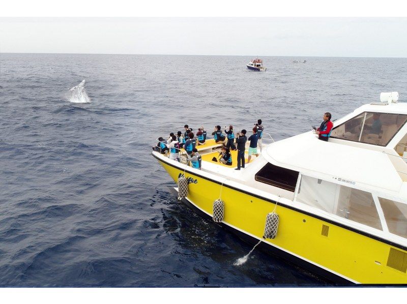 [From Okinawa and Naha]half-day Whale watching with whale guide & captain experience! Small-Number of participants system, money-back guarantee tourの紹介画像