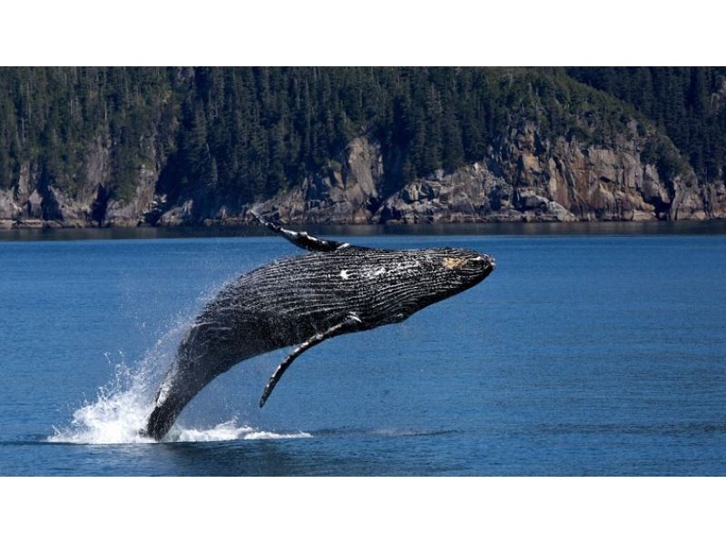 [From Okinawa and Naha]half-day Whale watching with whale guide & captain experience! Small-Number of participants system, money-back guarantee tourの紹介画像