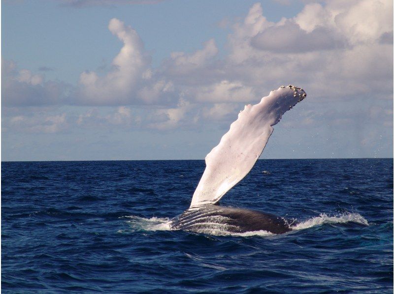 [From Okinawa and Naha]half-day Whale watching with whale guide & captain experience! Small-Number of participants system, money-back guarantee tourの紹介画像