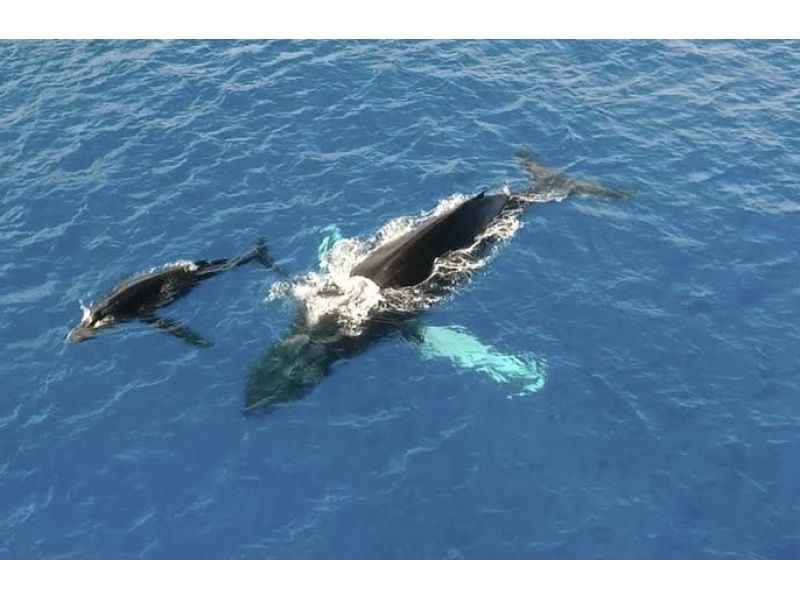 日本語限定ツアー　遭遇率１００％の優良店☆　グッドデザイン賞2024受賞「ユニーク号」で行く　ホエールウォッチングツアー！の紹介画像