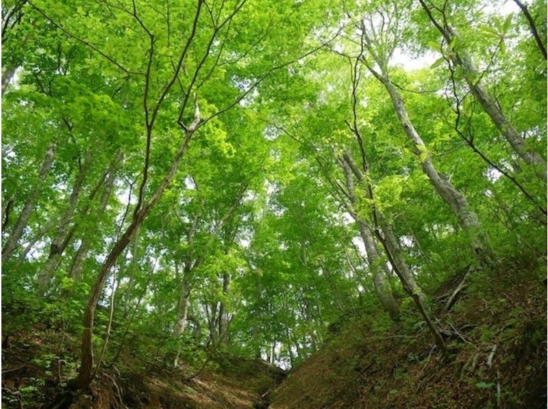 【青森・白神山地】神秘の自然を五感で感じるトレッキング「ブナ林散策道満喫コース」プロガイド付き！の紹介画像