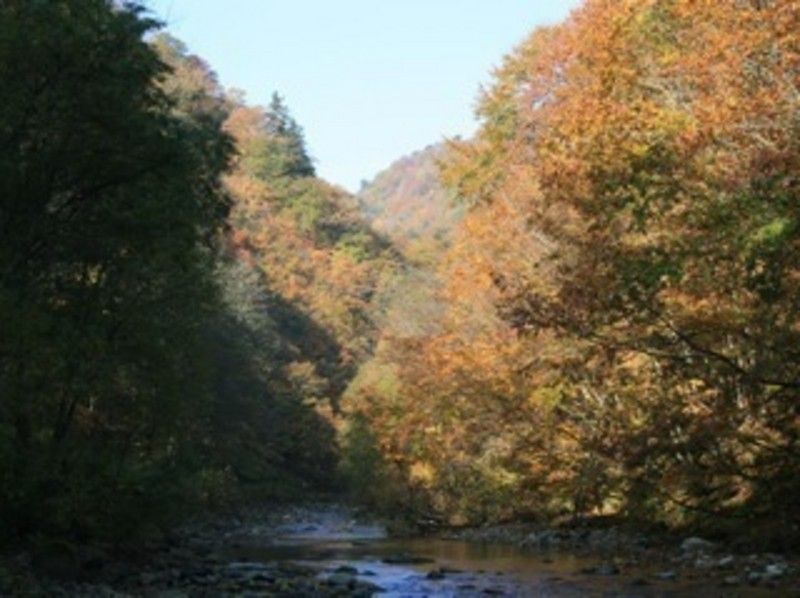 【青森・白神山地】神秘の自然を五感で感じるトレッキング「ブナ林散策道満喫コース」プロガイド付き！の紹介画像