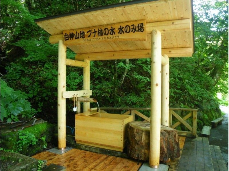 【青森・白神山地】神秘の自然を五感で感じるトレッキング「ブナ林散策道満喫コース」プロガイド付き！の紹介画像