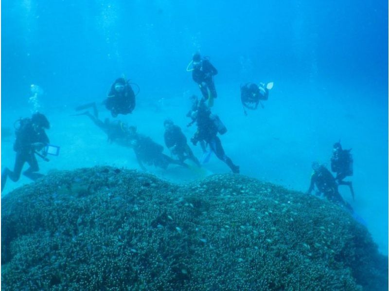 【 冲绳 ·座间味】 庆良间群岛 · 深潜美丽的座间味海中潜水（1次潜水·2次潜水）の紹介画像