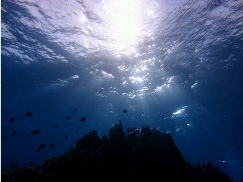 [ 오키나와 · 자 마미] 케라마쇼토 · 아름다운 자 마미의 바다에서 팬 다이빙 (1 다이브 2 다이브)の紹介画像
