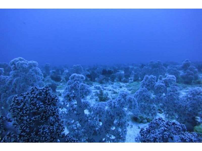 [ 오키나와 · 자 마미] 케라마쇼토 · 아름다운 자 마미의 바다에서 팬 다이빙 (1 다이브 2 다이브)の紹介画像