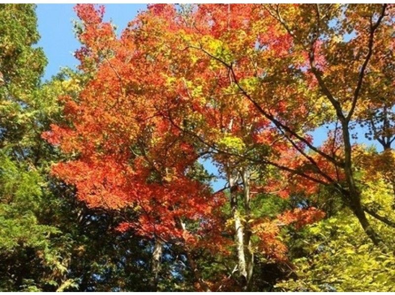 [山梨/南鶴]只有秋天！ Momijidai自然嚮導遊（120分鐘課程）の紹介画像