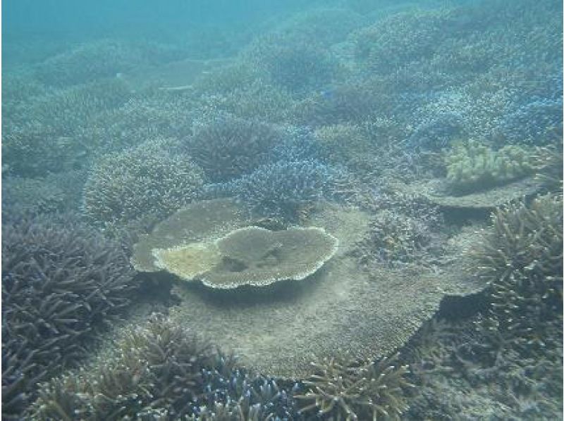【沖縄・国頭】透明度の高い美ら海のサンゴ礁がお出迎え！シーカヤック！の紹介画像