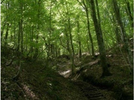 青森 白神山地 トレッキング ブナ林散策道 暗門第3の滝コースで神秘の自然を五感で感じる Activityjapan 青森 白神山地 トレッキング ブナ林散策道 暗門第3の滝コースで神秘の自然を五感で感じる Activityjapan