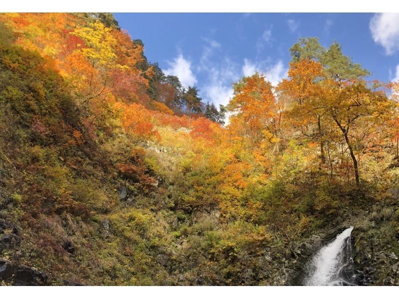 [Aomori / Shirakami Mountains] Trekking / Beech forest walking path & Anmon No. 2 waterfall course, you can feel the mysterious nature with all five senses!の紹介画像