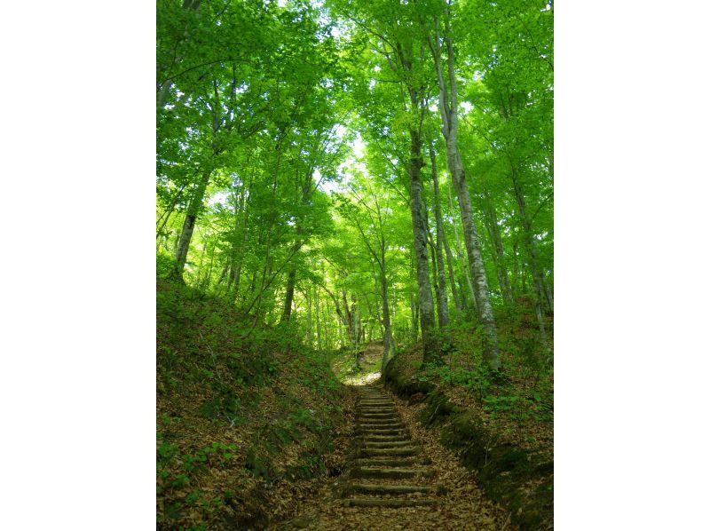 [Aomori / Shirakami Mountains] Trekking / Beech forest walking path & Anmon No. 2 waterfall course, you can feel the mysterious nature with all five senses!の紹介画像