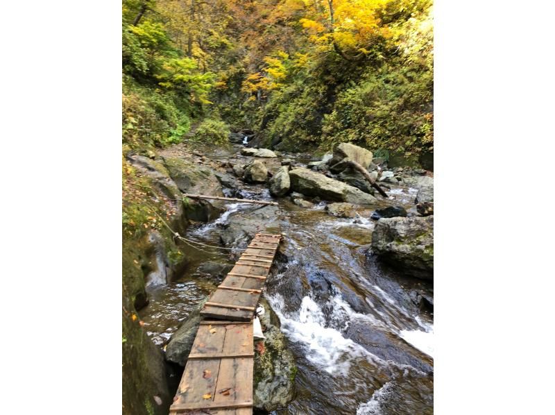 [Aomori / Shirakami Mountains] Trekking / Beech forest walking path & Anmon No. 2 waterfall course, you can feel the mysterious nature with all five senses!の紹介画像