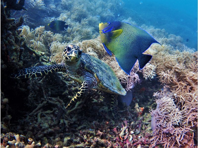 【沖縄・本部・瀬底島】バナナボートで行くシュノーケリング♪の紹介画像