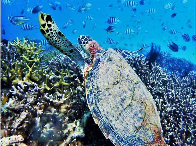 【沖縄・本部・瀬底島】バナナボートで行くシュノーケリング♪の紹介画像