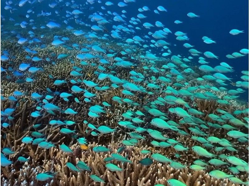 【沖縄・宮古島】気軽にトライ可！八重干瀬（ヤビジ）半日ボートシュノーケリングツアーの紹介画像