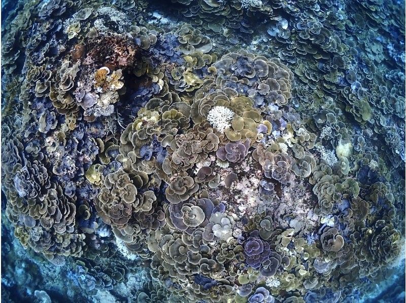 【沖縄・宮古島】気軽にトライ可！八重干瀬（ヤビジ）半日ボートシュノーケリングツアーの紹介画像