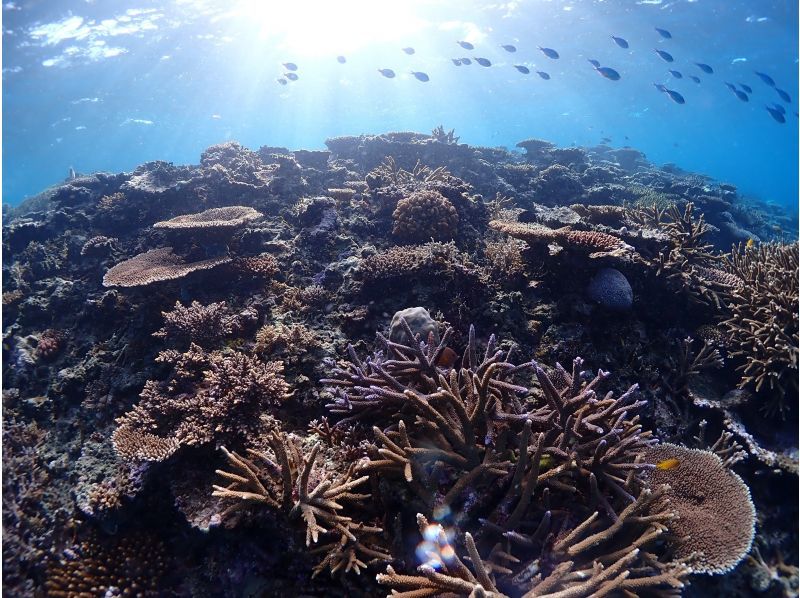 【沖縄・宮古島】気軽にトライ可！八重干瀬（ヤビジ）半日ボートシュノーケリングツアーの紹介画像