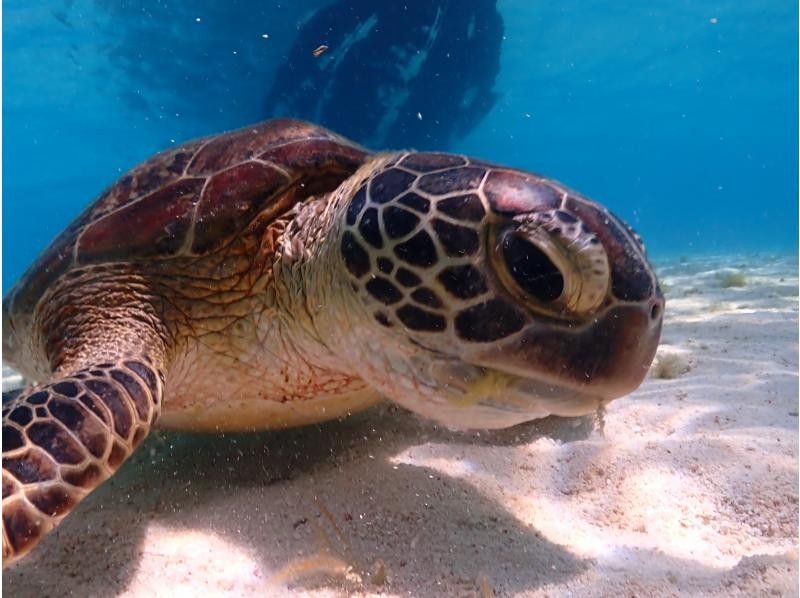 【沖縄・宮古島】気軽にトライ可！八重干瀬（ヤビジ）半日ボートシュノーケリングツアーの紹介画像