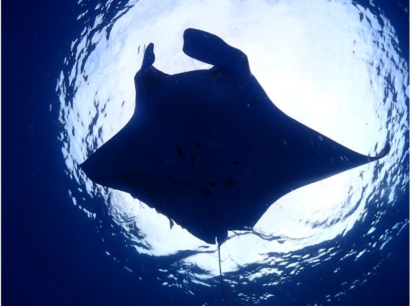 【沖縄・宮古島】気軽にトライ可！八重干瀬（ヤビジ）半日ボートシュノーケリングツアーの紹介画像