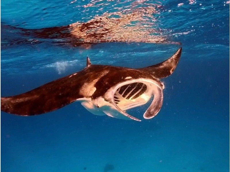 【沖縄・宮古島】気軽にトライ可！八重干瀬（ヤビジ）半日ボートシュノーケリングツアーの紹介画像