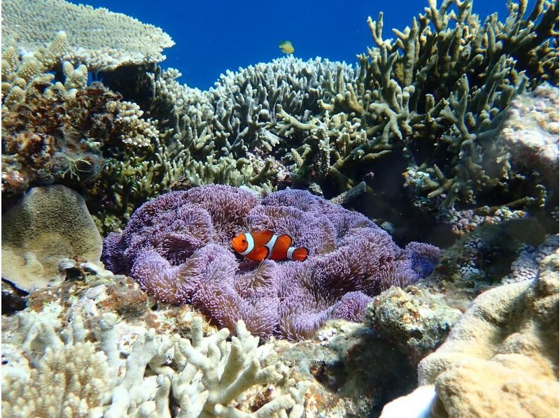 【沖縄・宮古島】気軽にトライ可！八重干瀬（ヤビジ）半日ボートシュノーケリングツアーの紹介画像