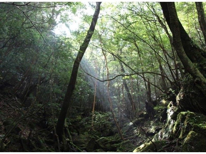 [鹿児島-屋久島]世界自然遺產屋久島渴望Jomon Sugi徒步旅行！の紹介画像