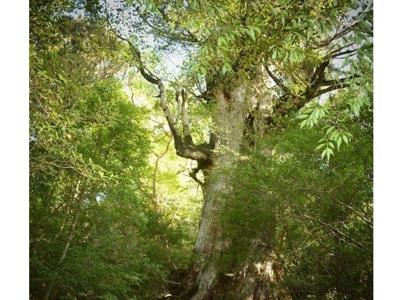 【鹿児島・屋久島】世界自然遺産の屋久島で憧れの縄文杉トレッキング！（往復約22km・10時間）の紹介画像