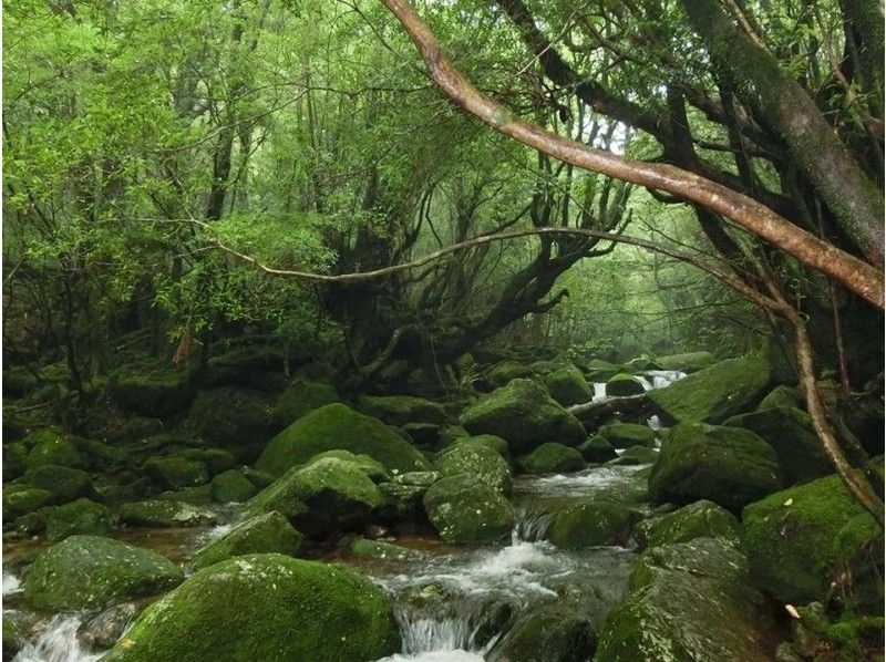 [คาโกชิมา-ยูกุชิมะ] มรดกทางธรรมชาติของโลกยูกุชิมะโหยหา Jomon Sugi Trekking!の紹介画像