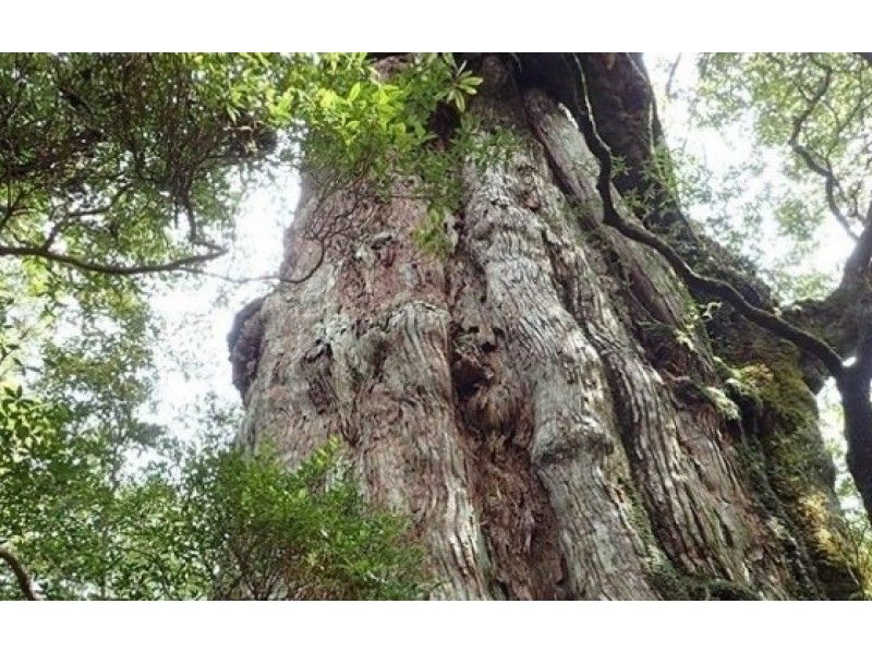 [鹿儿岛-屋久岛]世界自然遗产屋久岛渴望Jomon Sugi徒步旅行！の紹介画像