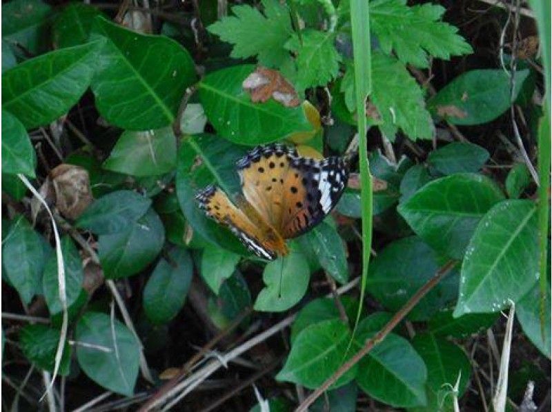[가고시마· 오 키노] D. 자연 탐방 투어 '잠자리 관찰 · 삼림욕 나비 관찰 산책로 안내 "차량 이동 안내!の紹介画像