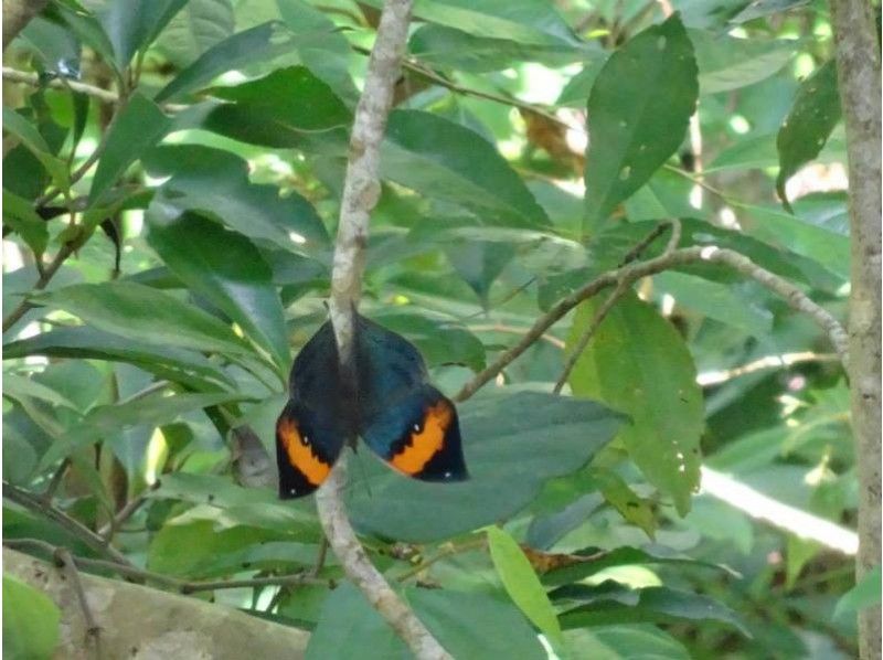[가고시마· 오 키노] D. 자연 탐방 투어 '잠자리 관찰 · 삼림욕 나비 관찰 산책로 안내 "차량 이동 안내!の紹介画像
