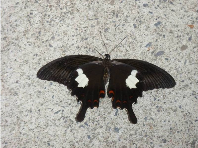 [Kagoshima/ Okinoerabujima] D. Nature tour "dragonfly observation, forest bathing, butterfly observation, promenade guidance" guide by car movement!の紹介画像