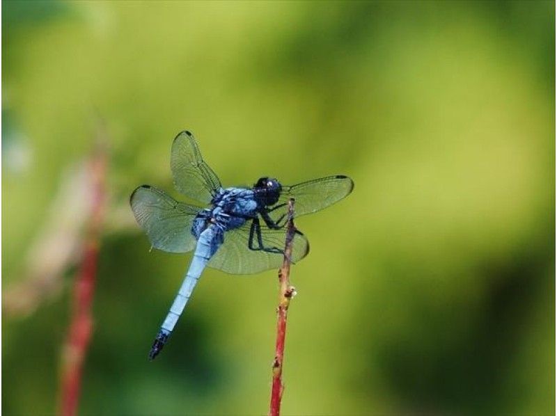 [Kagoshima/ Okinoerabujima] D. Nature tour "dragonfly observation, forest bathing, butterfly observation, promenade guidance" guide by car movement!の紹介画像